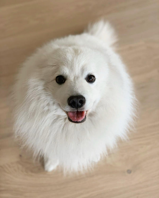 Meet Joey the sidekick