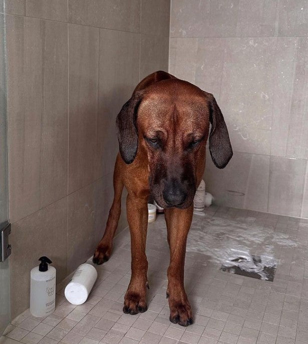 Cleaning guide How often should i bath my dog? STHLM DOGSPA