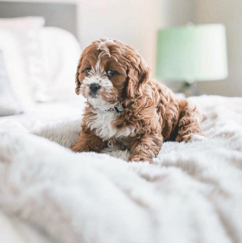 Bath Time The Ultimate Guide how to clean your Puppy! STHLM DOGSPA