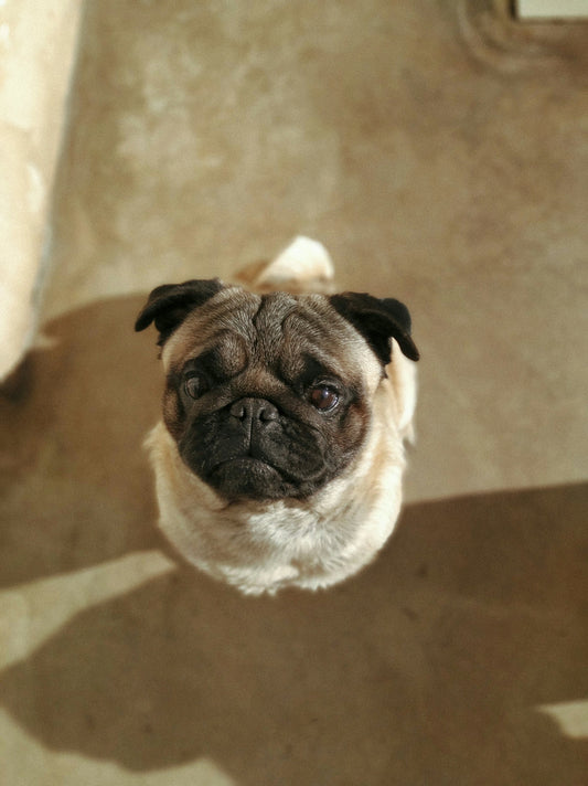 What pH value should your dog shampoo have and why?