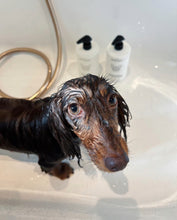 Ladda upp bild till gallerivisning, Oparfymerat hundschampo - för känsliga hundar och valpar
