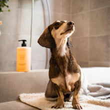 Ladda upp bild till gallerivisning, Återfuktande hundschampo med doft av Jasmine
